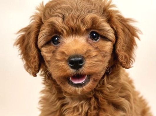 Mall Of İstanbul Vonalpten Toy Poodle