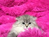 Vonalp Pet Garantisiyle Efsane Güzelli̇kte Bri̇ti̇sh Longhai̇r