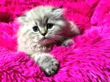VONALP PET GARANTISIYLE EFSANE GÜZELLİKTE BRİTİSH LONGHAİR
