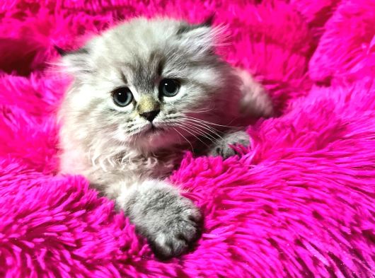 Vonalp Pet Garantisiyle Efsane Güzelli̇kte Bri̇ti̇sh Longhai̇r