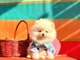Pomeranian Boo Teddy Bear Yavrularımız