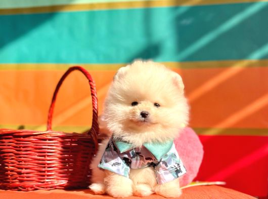 Pomeranian Boo Teddy Bear Yavrularımız