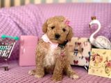 Maltipoo Mini Yavrularımız