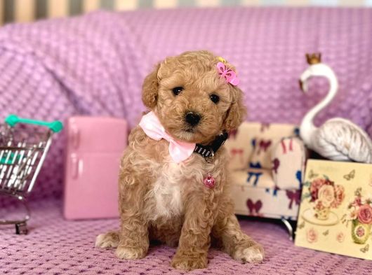 Maltipoo Mini Yavrularımız görsel