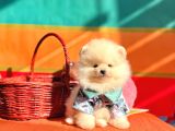 Pomeranian Boo Teddy Bear Yavrularımız