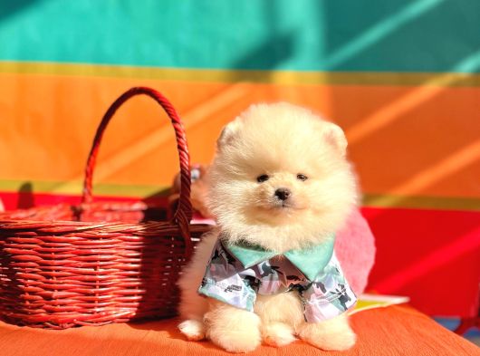 Pomeranian Boo Teddy Bear Yavrularımız görsel