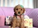 Maltipoo Mini Yavrularımız