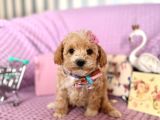 Maltipoo Mini Yavrularımız