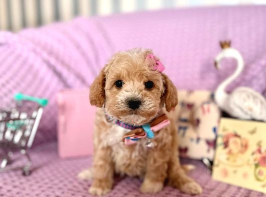 Maltipoo Mini Yavrularımız görsel