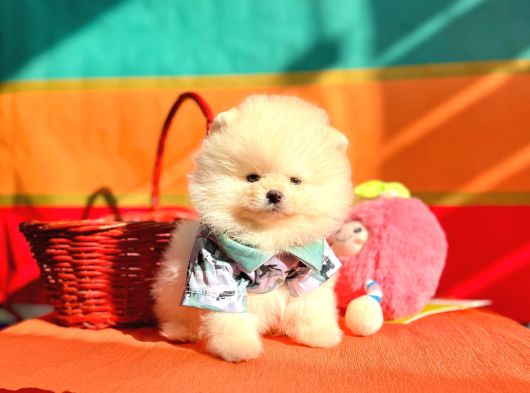 Pomeranian Boo Teddy Bear Yavrularımız görsel