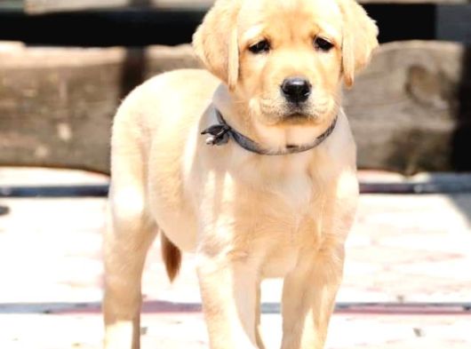 Ruhsatlı Çiftlikten Labrador Retriever Yavruları görsel