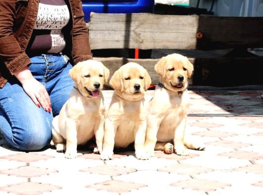 Ruhsatlı Çiftlikten Labrador Retriever Yavruları