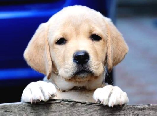 Ruhsatlı Çiftlikten Labrador Retriever Yavruları görsel