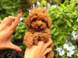 Toy poodle