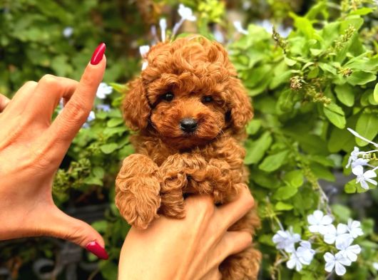 Toy Poodle