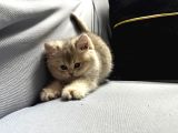 Safkan yavrularımız yeni yuvalarına gitmeye hazır