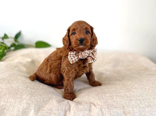 ORJİNAL IRK GARANTİLİ TOY POODLE