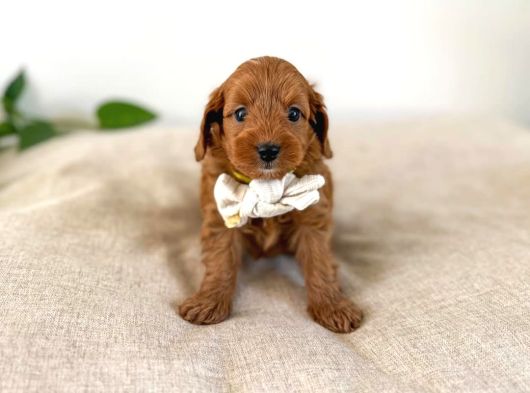 Orji̇nal Irk Garanti̇li̇ Toy Poodle görsel