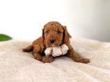 Orji̇nal Irk Garanti̇li̇ Toy Poodle