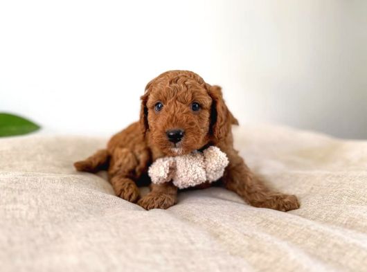 Orji̇nal Irk Garanti̇li̇ Toy Poodle görsel