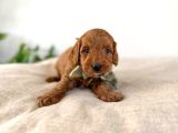 Orji̇nal Irk Garanti̇li̇ Toy Poodle