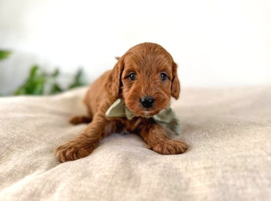 Orji̇nal Irk Garanti̇li̇ Toy Poodle görsel