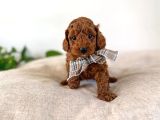 Orji̇nal Irk Garanti̇li̇ Toy Poodle