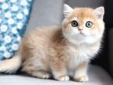 Bal Rengi Golden British Shorthair