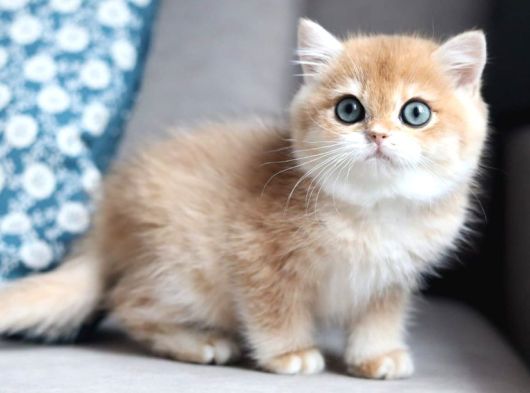 Bal Rengi Golden British Shorthair