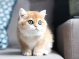 Bal Rengi Golden British Shorthair