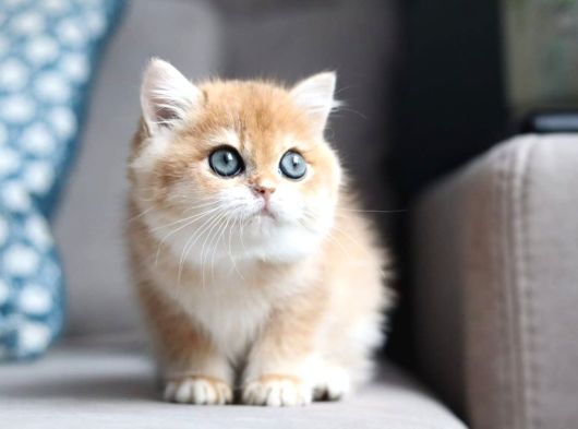 Bal Rengi Golden British Shorthair görsel