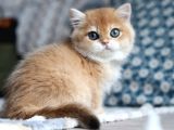 Bal Rengi Golden British Shorthair