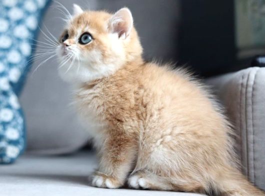 Bal Rengi Golden British Shorthair görsel
