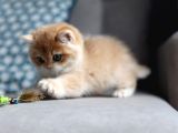 Bal Rengi Golden British Shorthair
