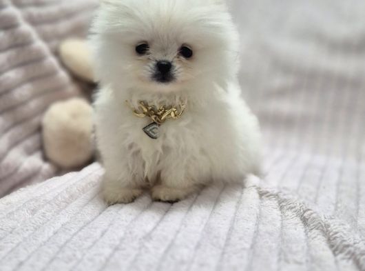 Pomeri̇an Boo görsel