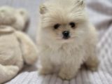 Pomeri̇an Boo