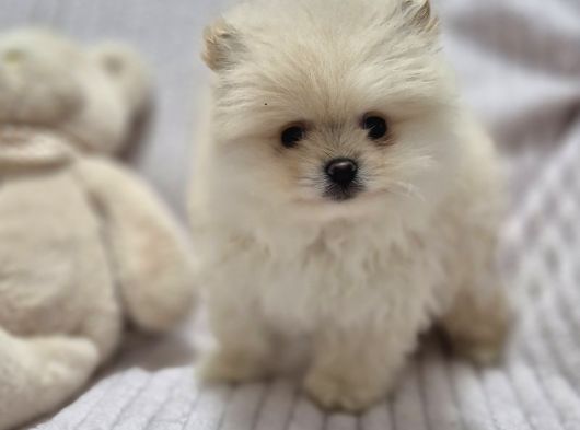 Pomeri̇an Boo görsel