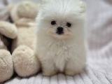 POMERİAN BOO