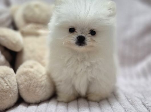 Pomeri̇an Boo