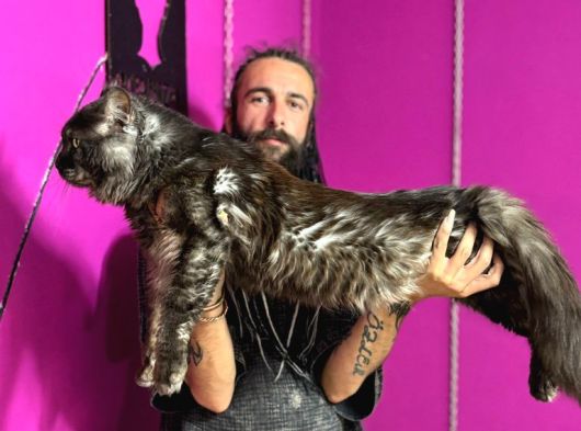 Safkan Mainecoon Smoke Yavruları Acil görsel