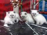 Kalite Tesadüf Değil Tercihtir