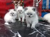 Kalite Tesadüf Değil Tercihtir