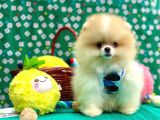 Boo Pomeranian teddy bear yavrular