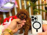Tea Cup Toy Poodle Red Brown 0 Numara Yavrumuz