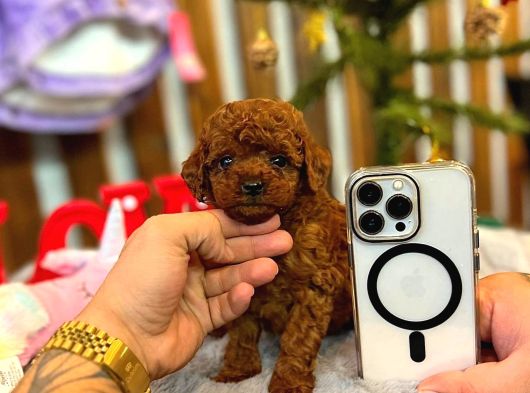 Tea Cup Toy Poodle Red Brown 0 Numara Yavrumuz görsel