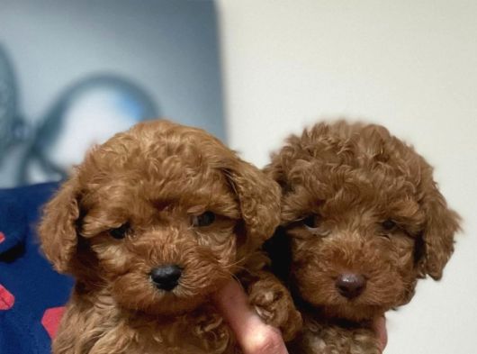 Müthiş Güzellikte Poodle Bebeklerimiz görsel