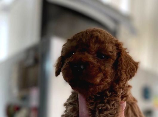 Müthiş Güzellikte Poodle Bebeklerimiz görsel