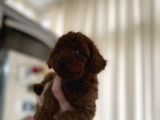 Müthiş Güzellikte Poodle Bebeklerimiz