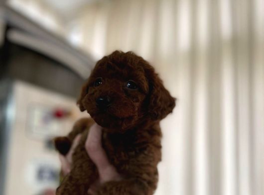 Müthiş Güzellikte Poodle Bebeklerimiz görsel