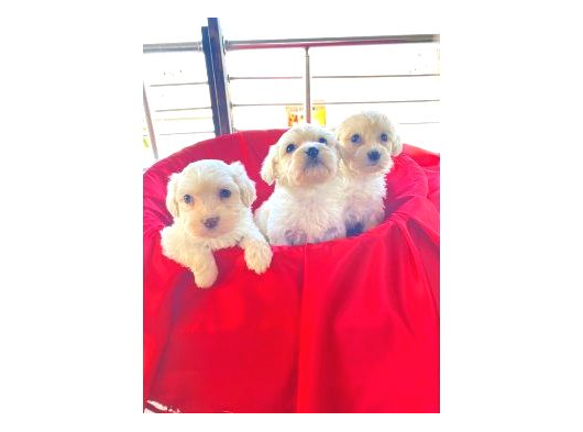 Maltipoo Yavrularım Ev Doğumu görsel